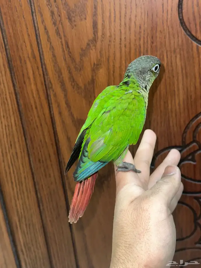 كنيور قرين شيك تم البيع 5