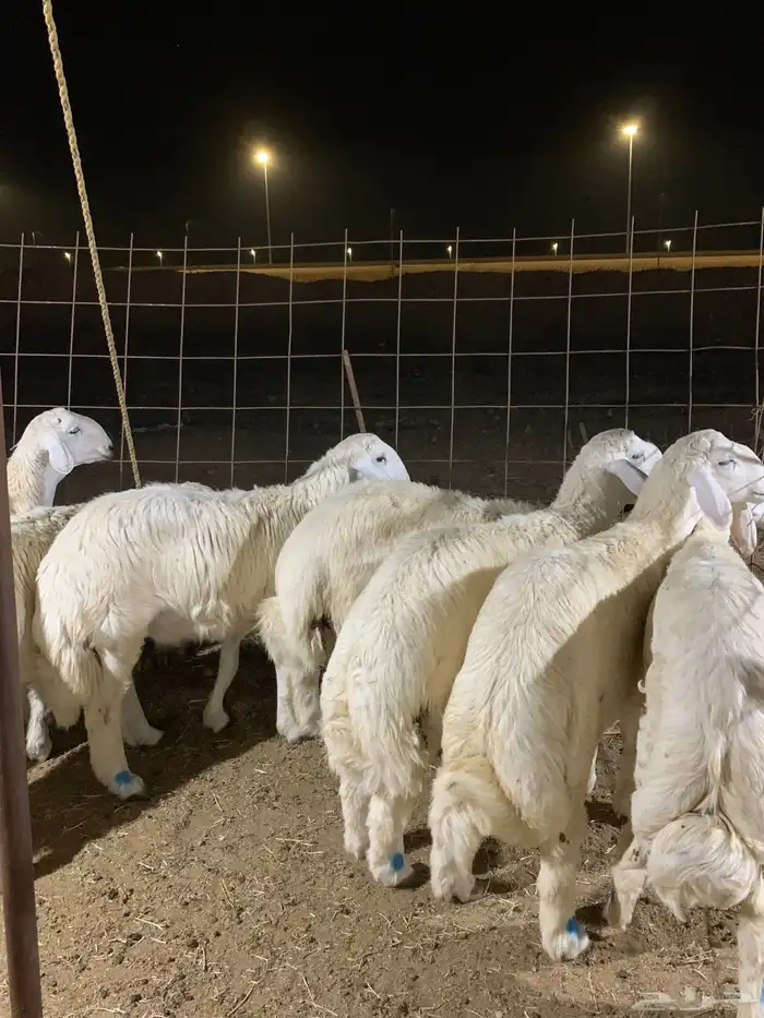 طليان ذبائح ثلاجه ذبايح ضيوف تجمل يوجد صلاخه وتوصيل 1