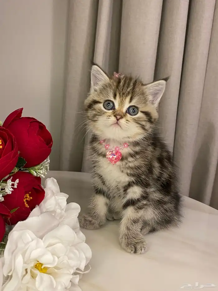 قطط للبيع سكوتش 4