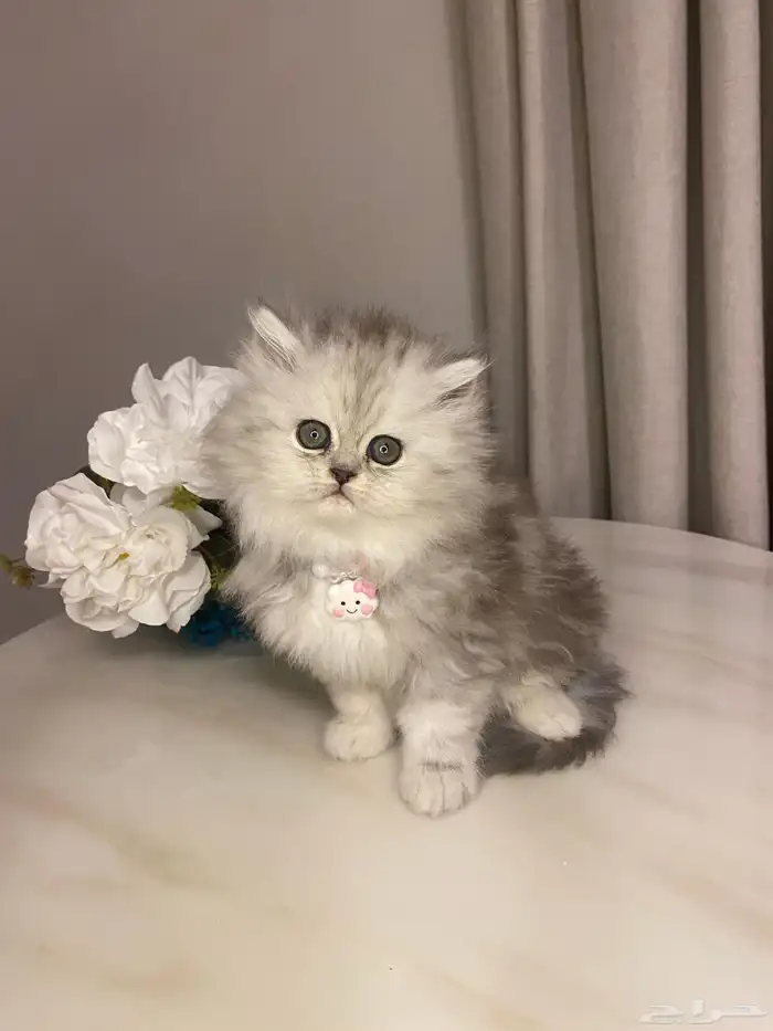 قطط للبيع سكوتش 8