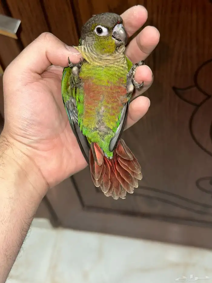 كنيور قرين شيك تم البيع 7