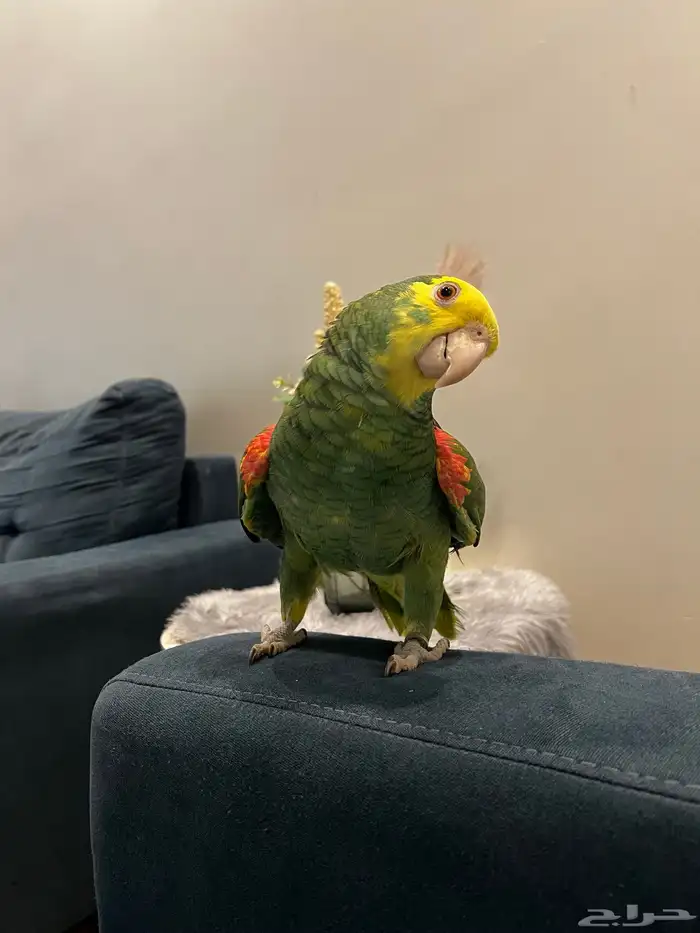 دبل يلو هيد حار ومتكلم بالوجه وعلى اليد اليف حمامه تم البيع 8