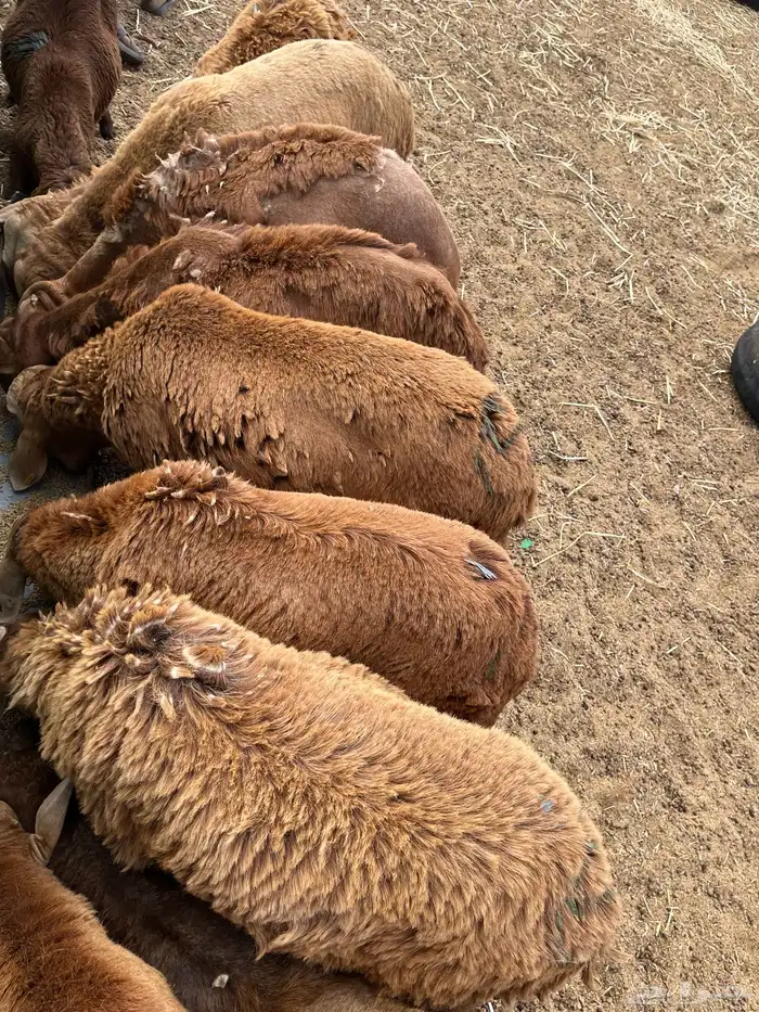 سواكني تربيه شي نظيف 2