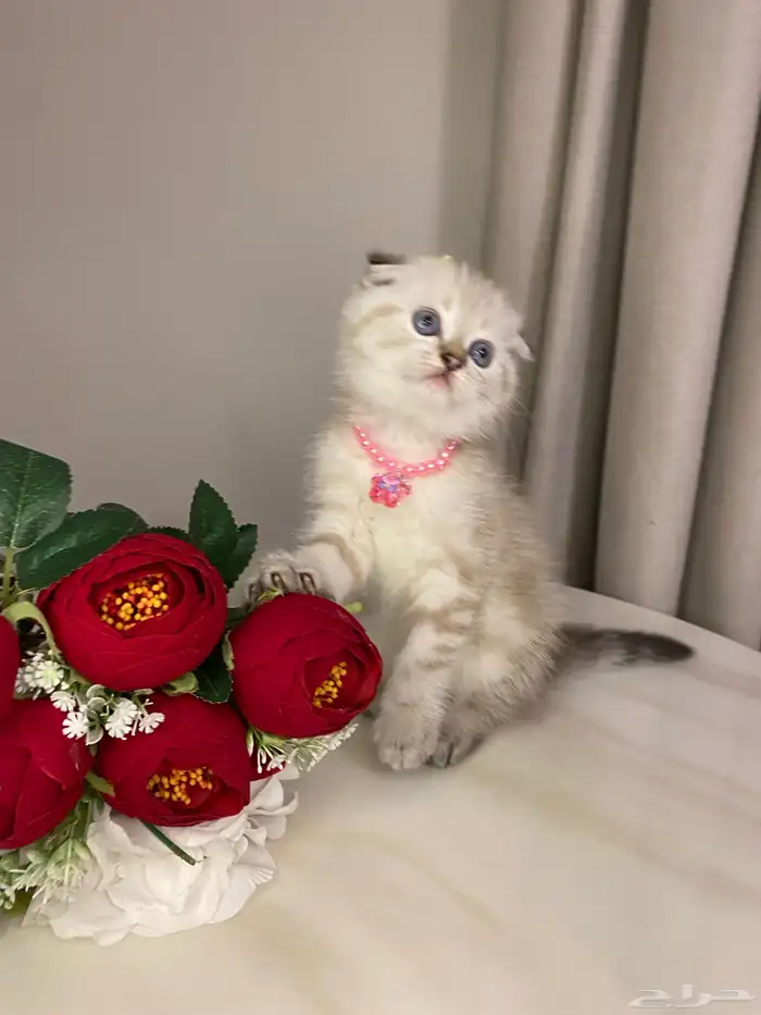 قطط للبيع سكوتش 0