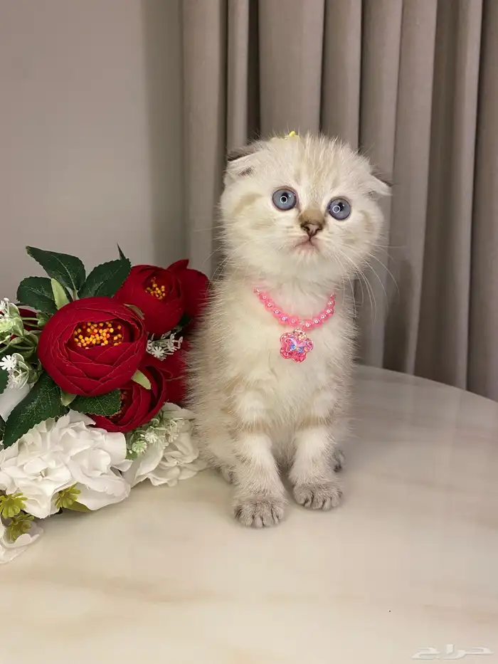 قطط للبيع سكوتش 1