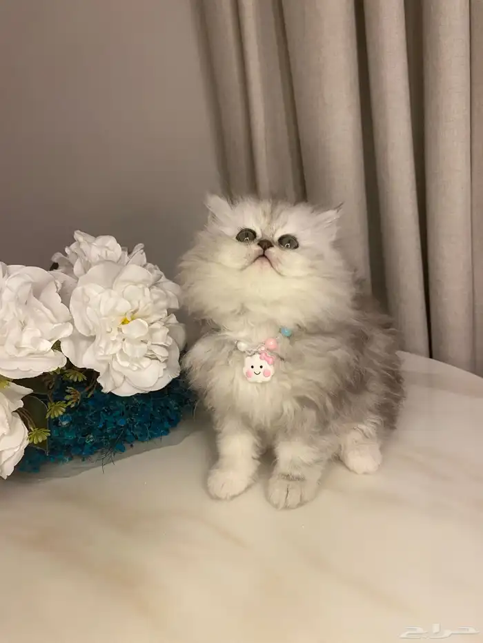 قطط للبيع سكوتش 7