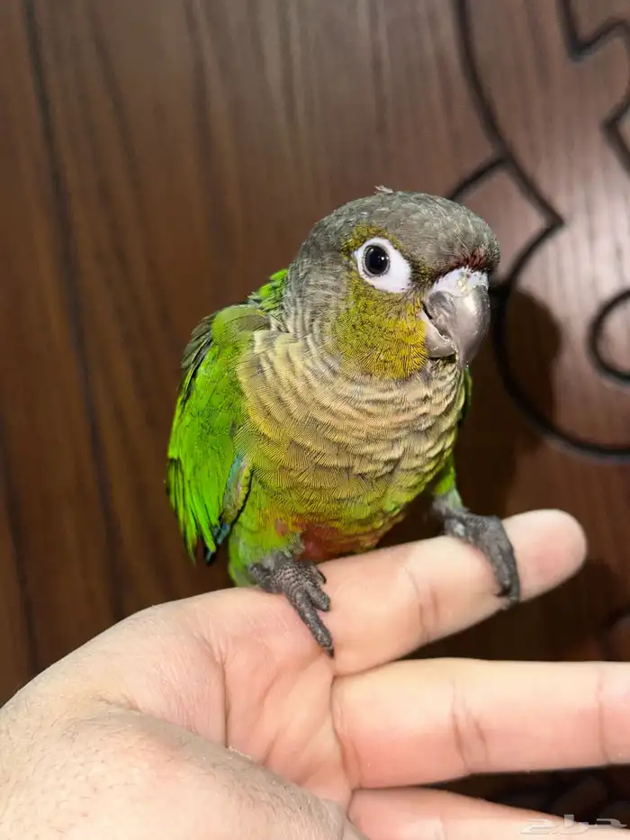 كنيور قرين شيك تم البيع 3