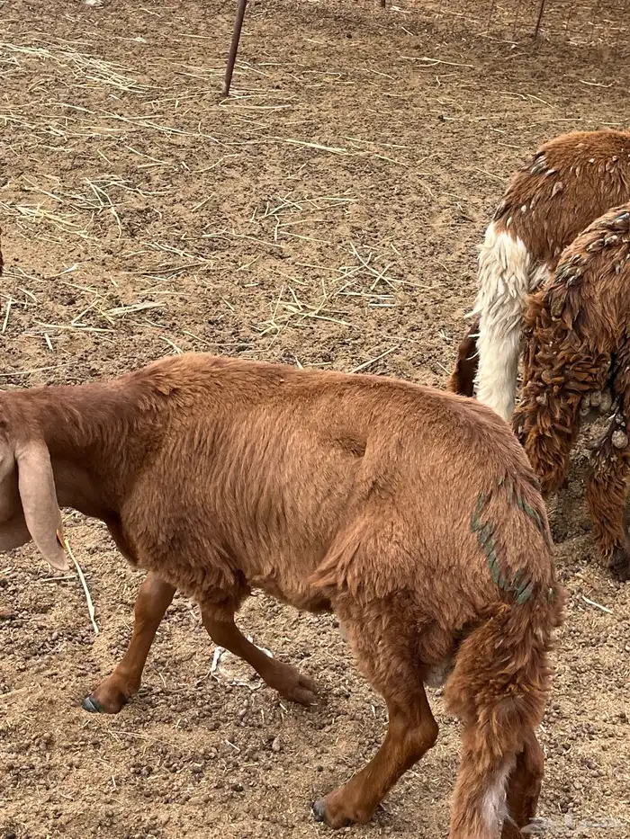 سواكني تربيه شي نظيف 1