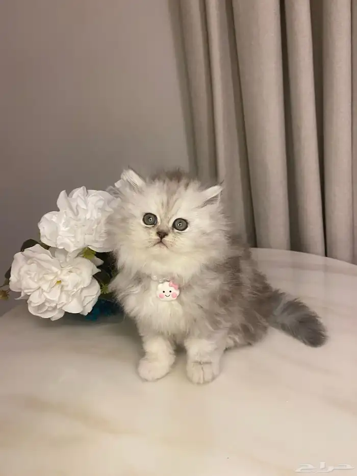 قطط للبيع سكوتش 6