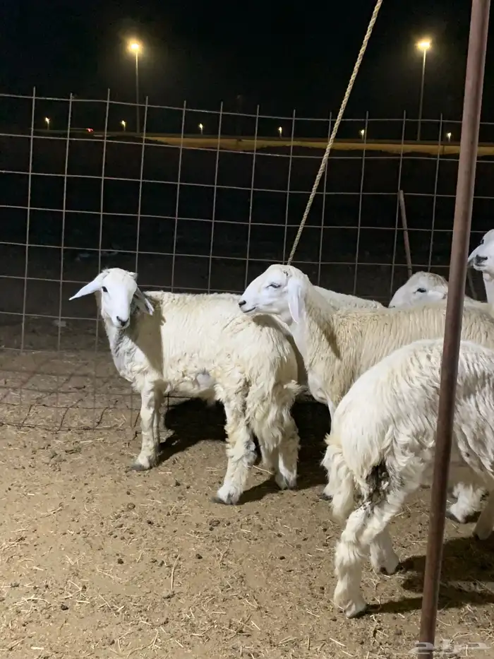 طليان ذبائح ثلاجه ذبايح ضيوف تجمل يوجد صلاخه وتوصيل 4