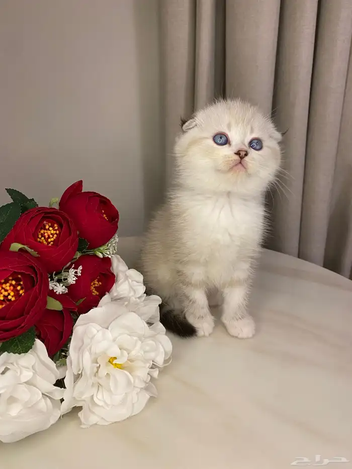 قطط للبيع سكوتش 3