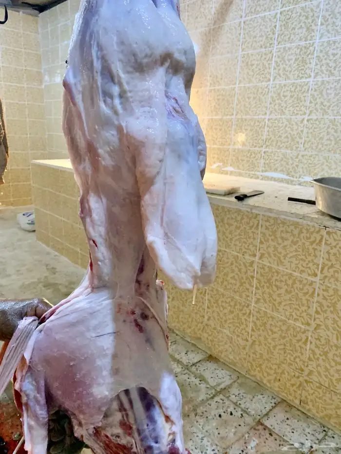 ذبايح حري و سواكني مع الذبح و التوصيل 1