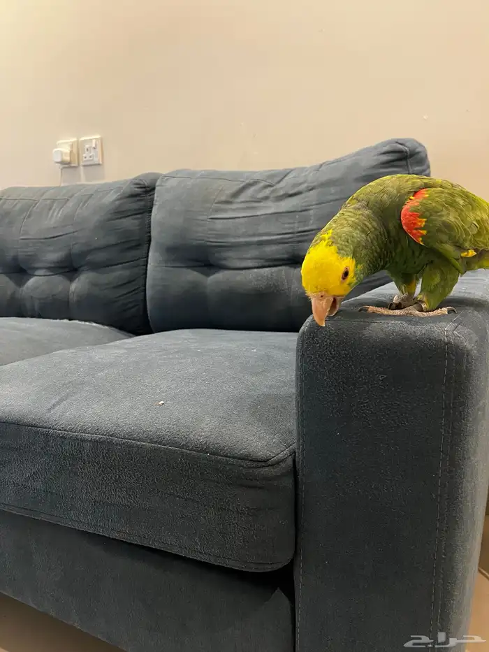 دبل يلو هيد حار ومتكلم بالوجه وعلى اليد اليف حمامه تم البيع 6