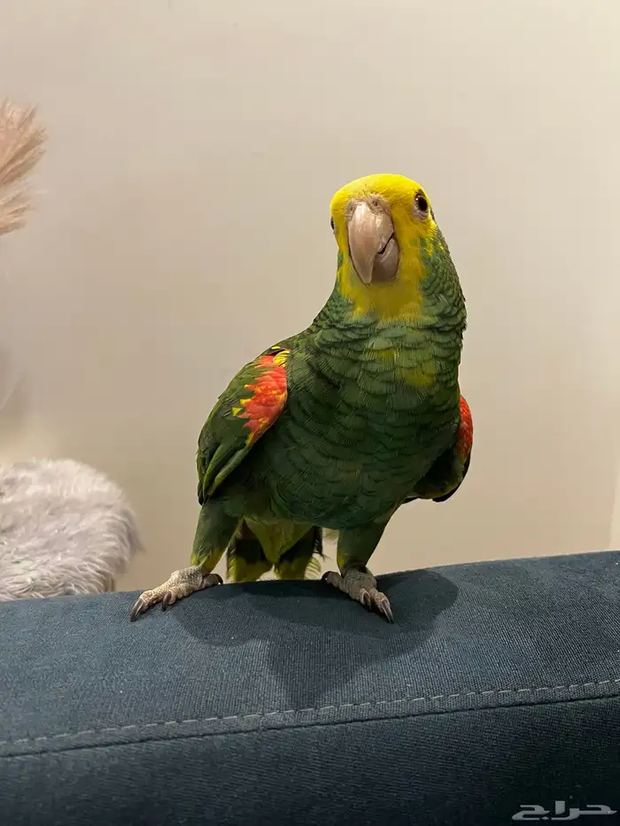 دبل يلو هيد حار ومتكلم بالوجه وعلى اليد اليف حمامه تم البيع 2