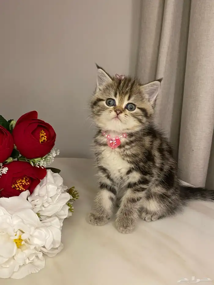 قطط للبيع سكوتش 5