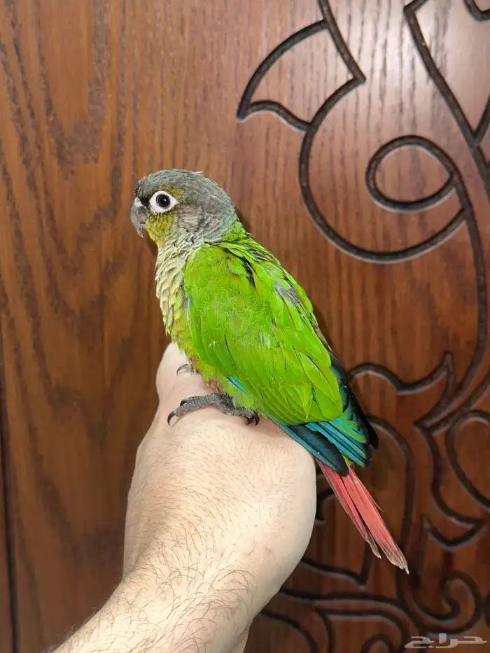 كنيور قرين شيك تم البيع 4