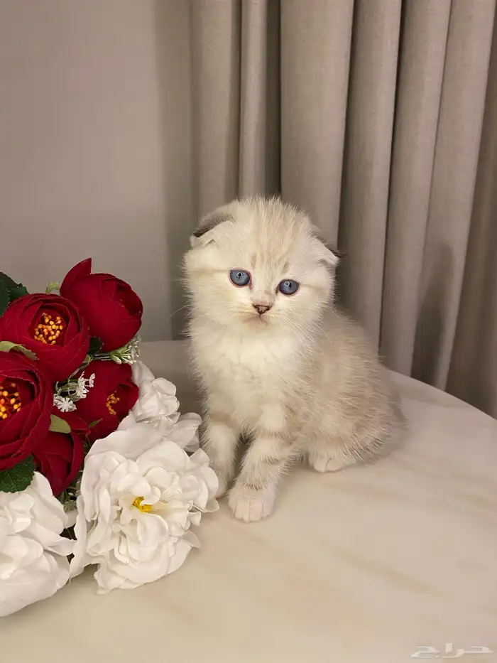 قطط للبيع سكوتش 2