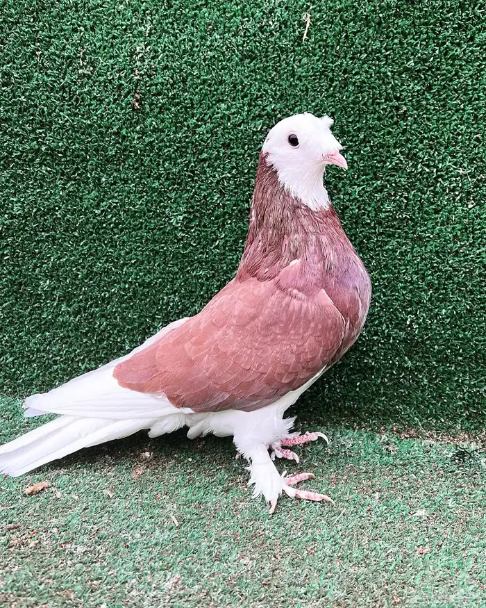 حمام تركي طواقي 0