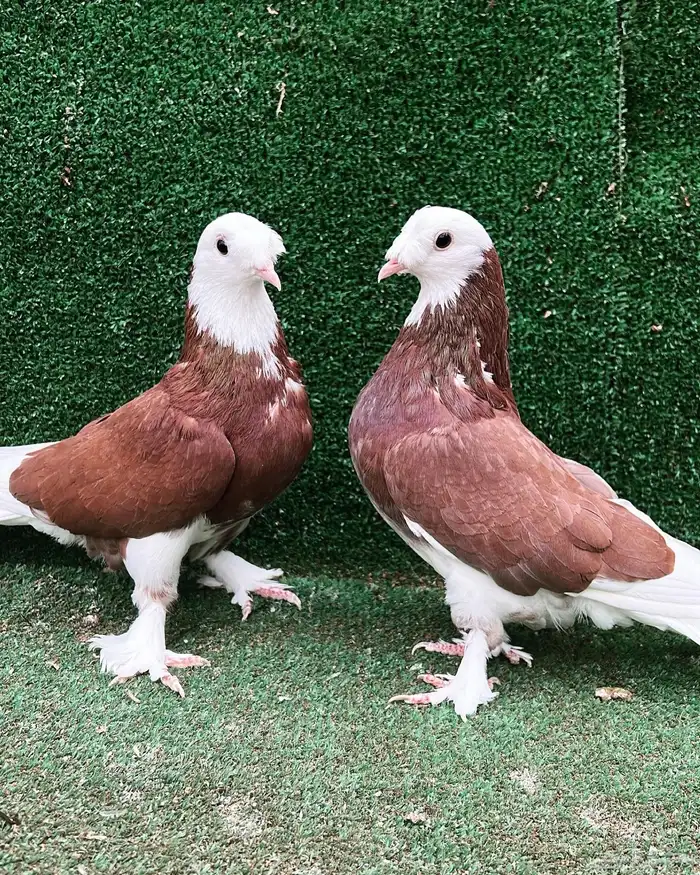 حمام تركي طواقي 2