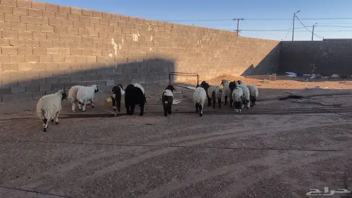 بهم نعيم حول 15 كله خرفان ماعدا يمكن 4 رخال 0