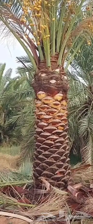 نخيل للبيع واسعار طيبه 1