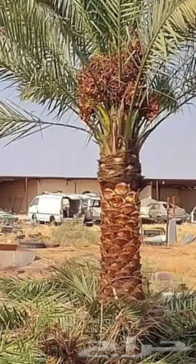 نخيل للبيع واسعار طيبه 3