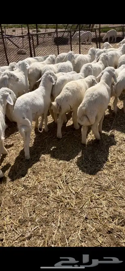 بهم حري فاخر 4