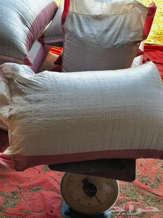 بذور البنو بلك الوطني 16 0