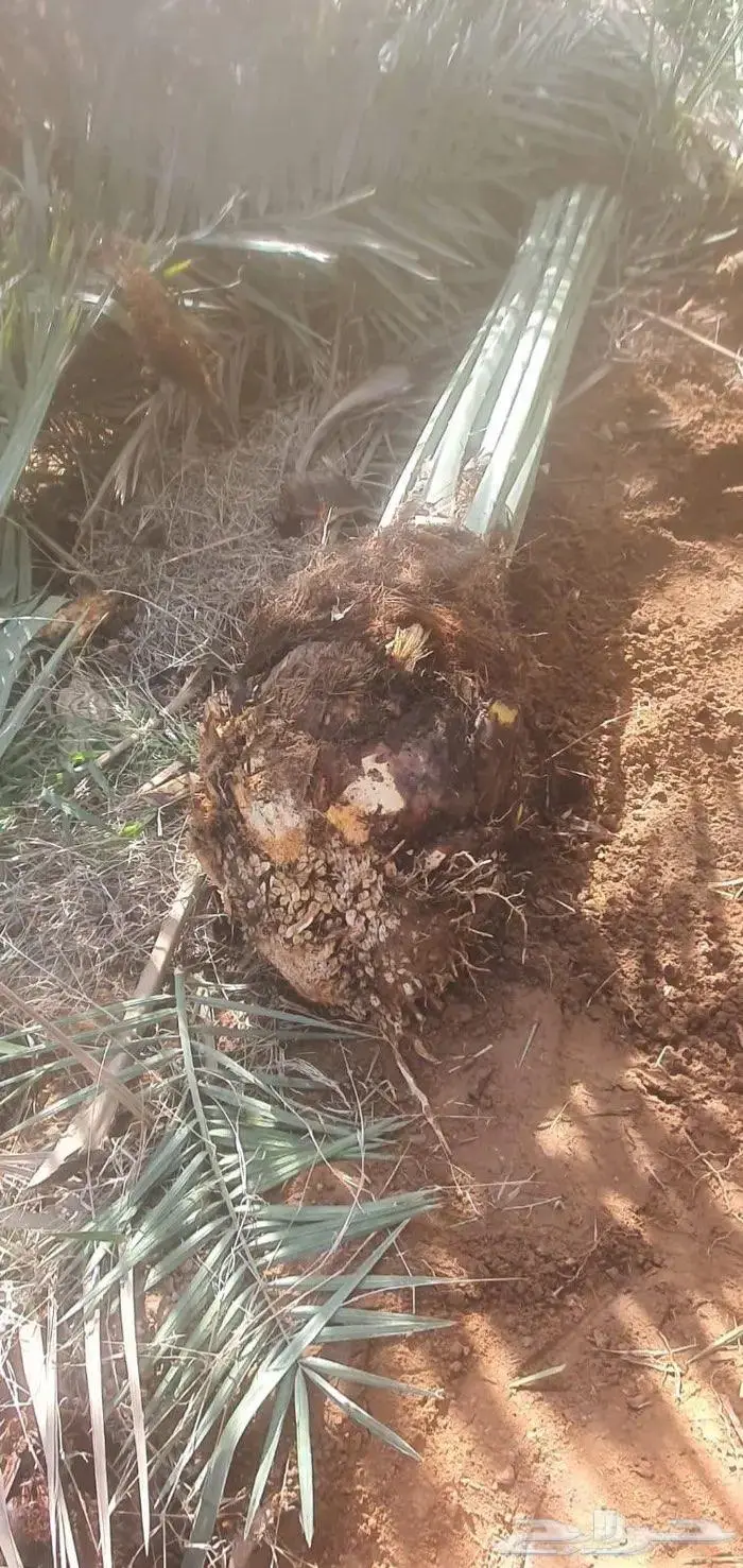 نخل من القصيم 2