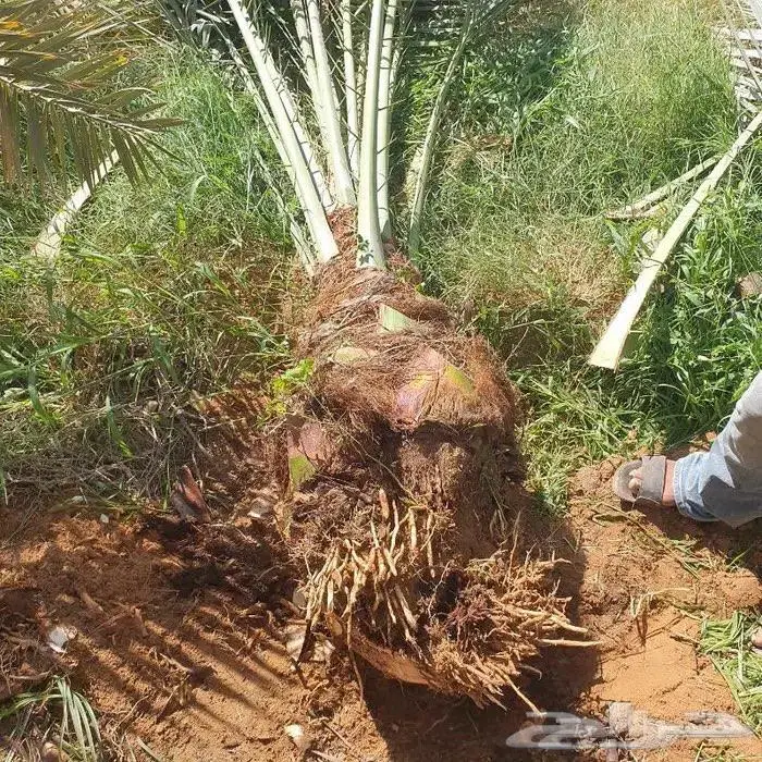 نخل من القصيم 1