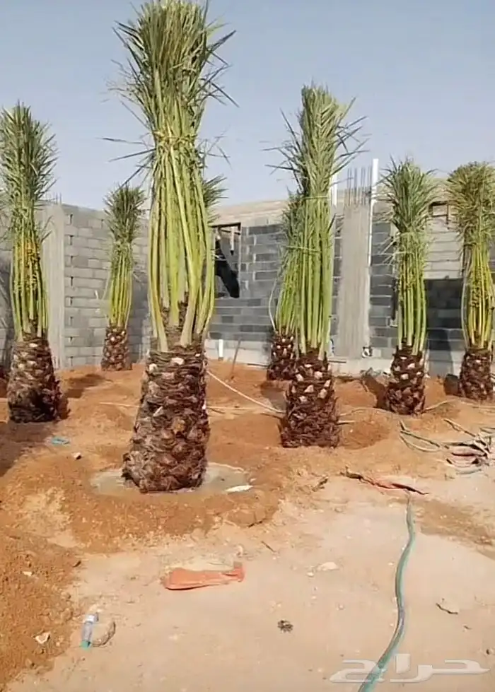 نخيل للبيع واسعار طيبه 2