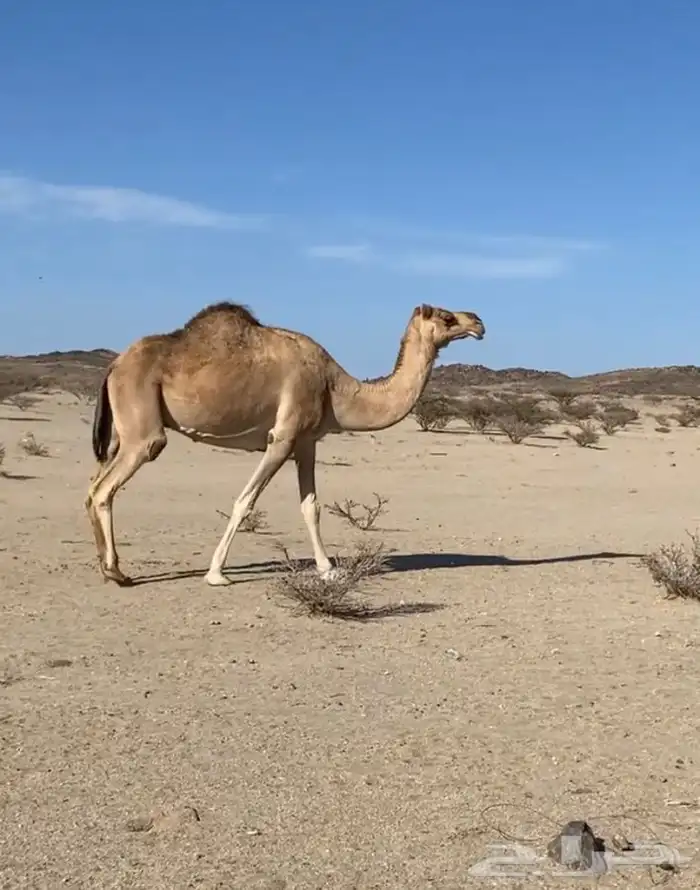 ناقه 0