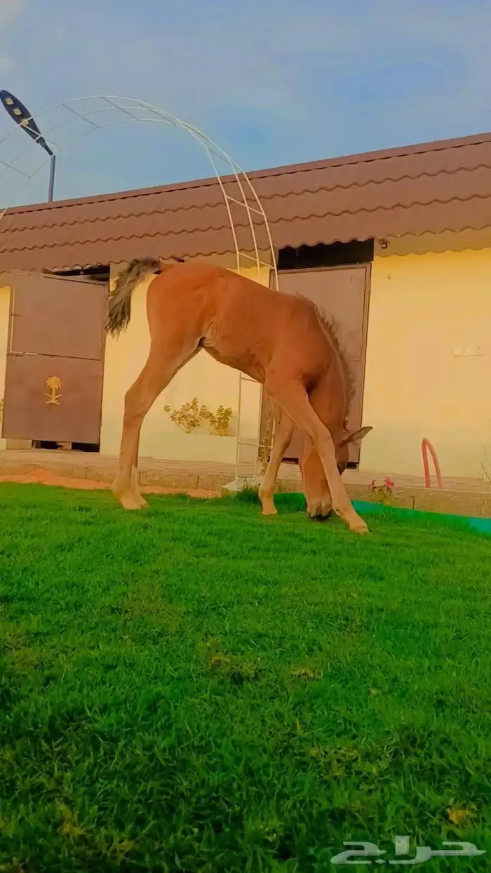 شالية ومربط خيول 14