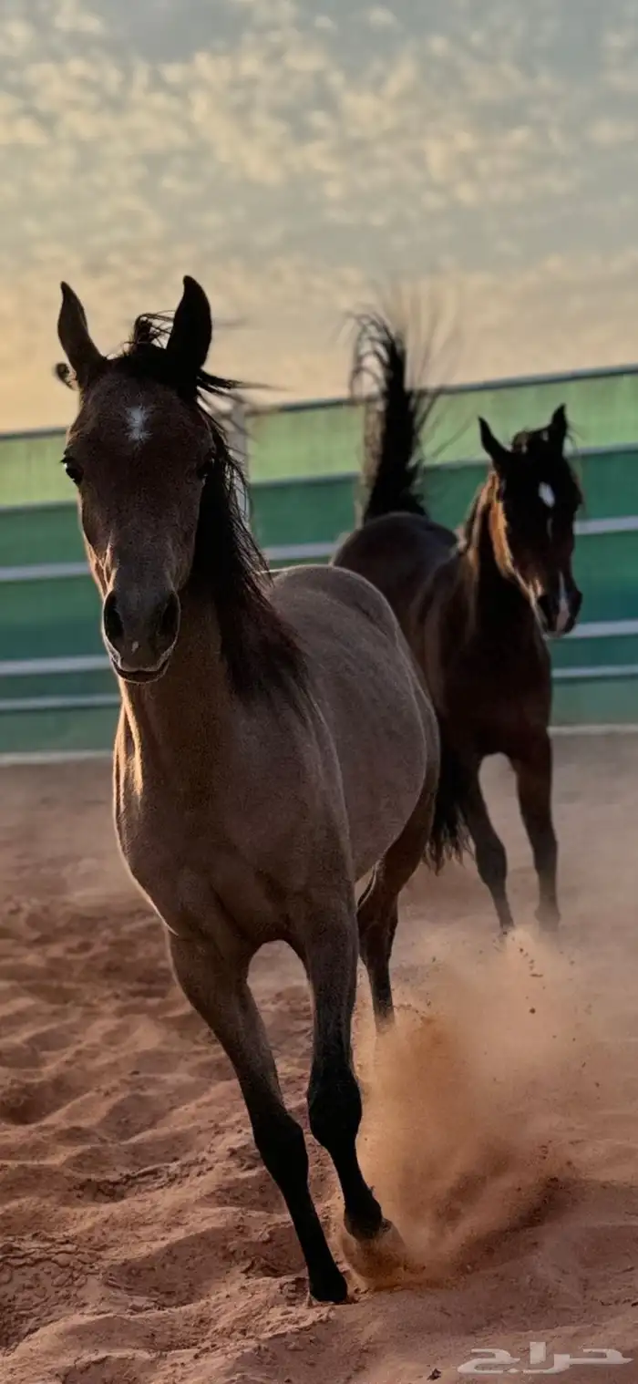 شالية ومربط خيول 2