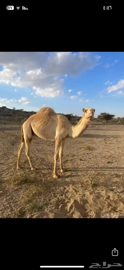 قعود للبيع 1