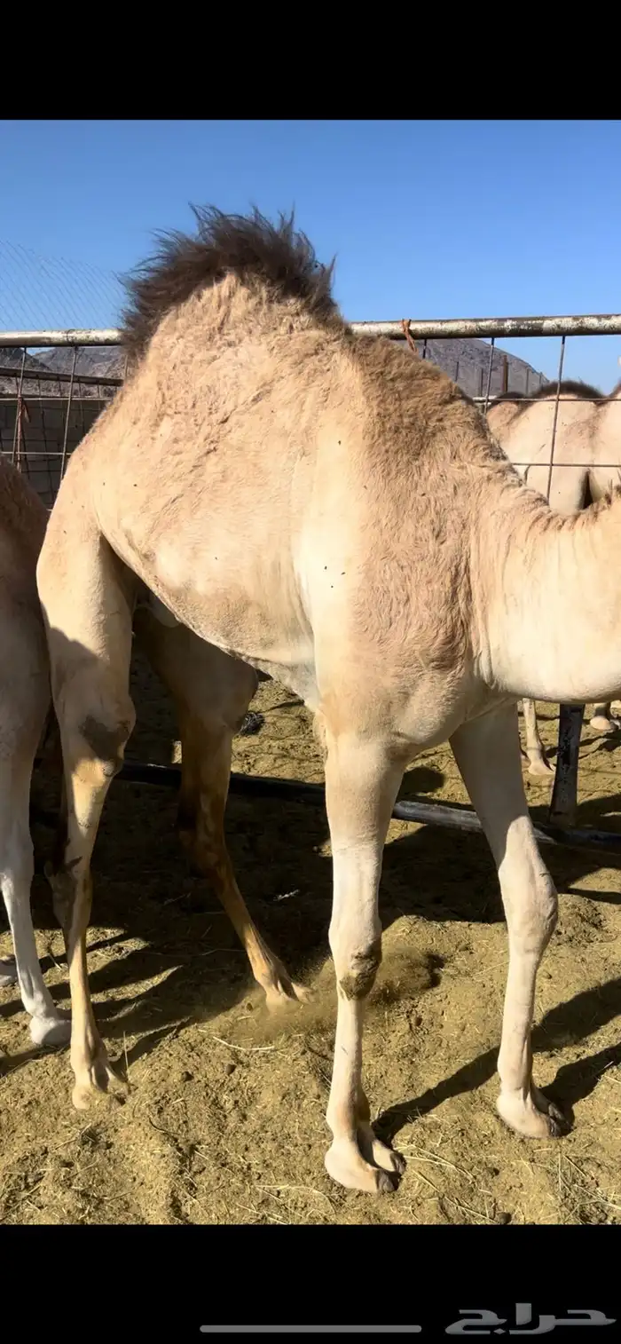 قعدان مناسبات يوجد بلدي وطائفي 3