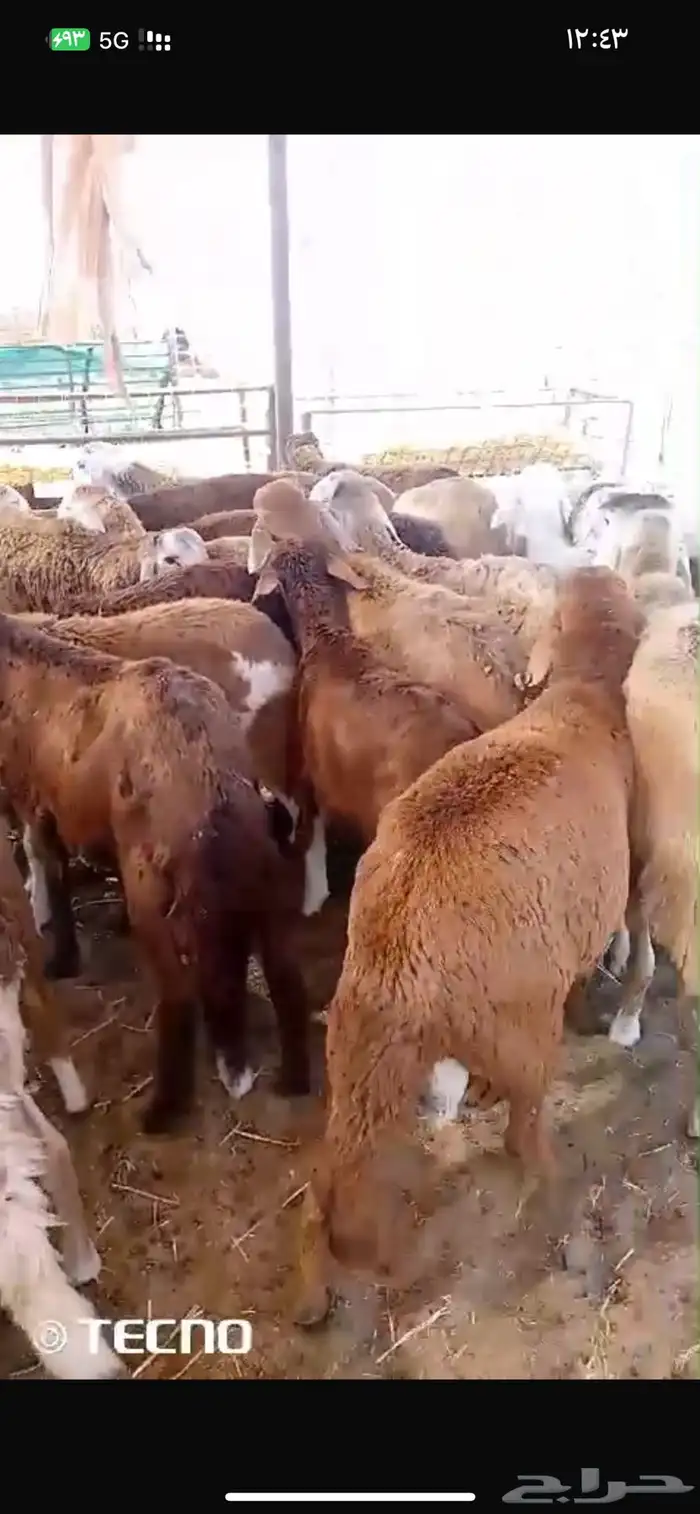 ذبايح سواكن مرابي طيبه جدا 6