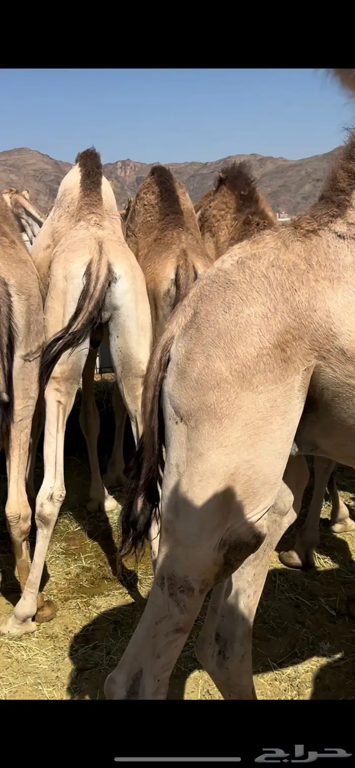 قعدان مناسبات يوجد بلدي وطائفي 8