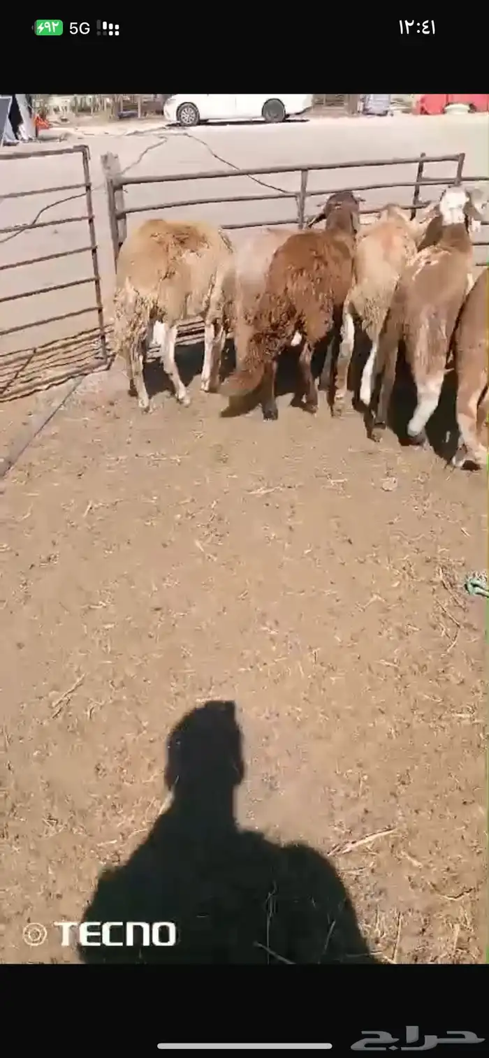 ذبايح سواكن مرابي طيبه جدا 0