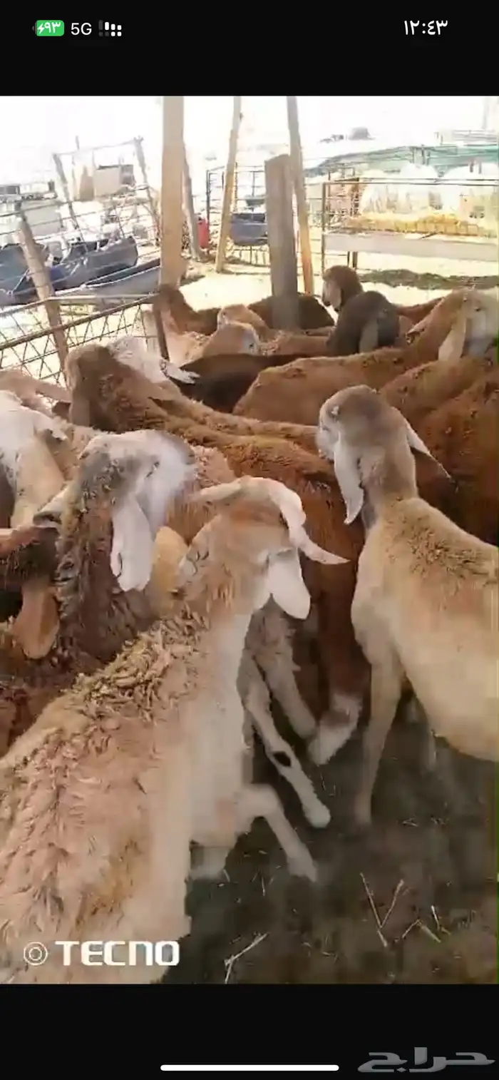 ذبايح سواكن مرابي طيبه جدا 4