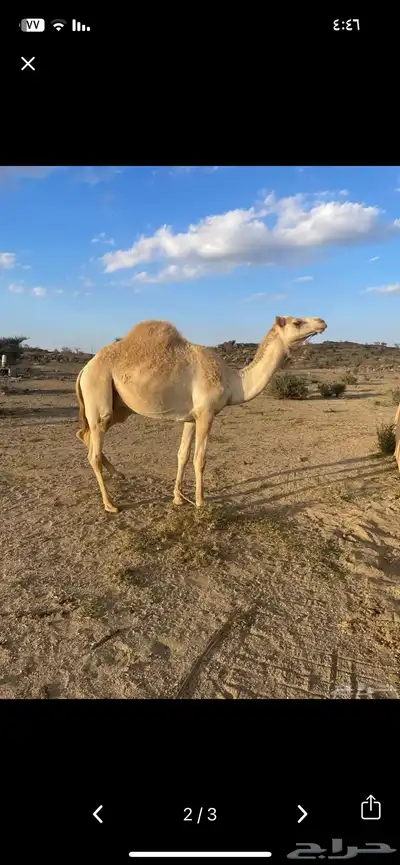 قعود للبيع 0