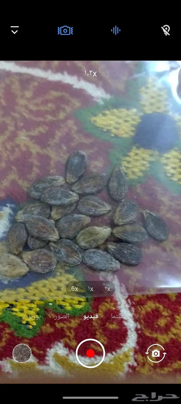 شتول منتجة من بذور عضوية 100 17