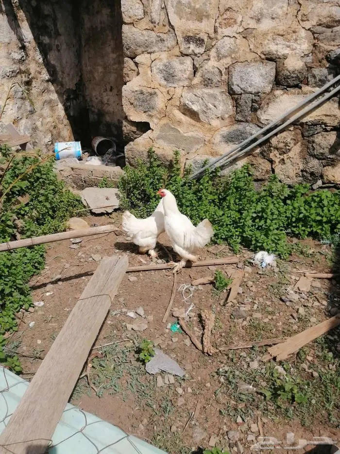 دجاج براهما أبيض 0
