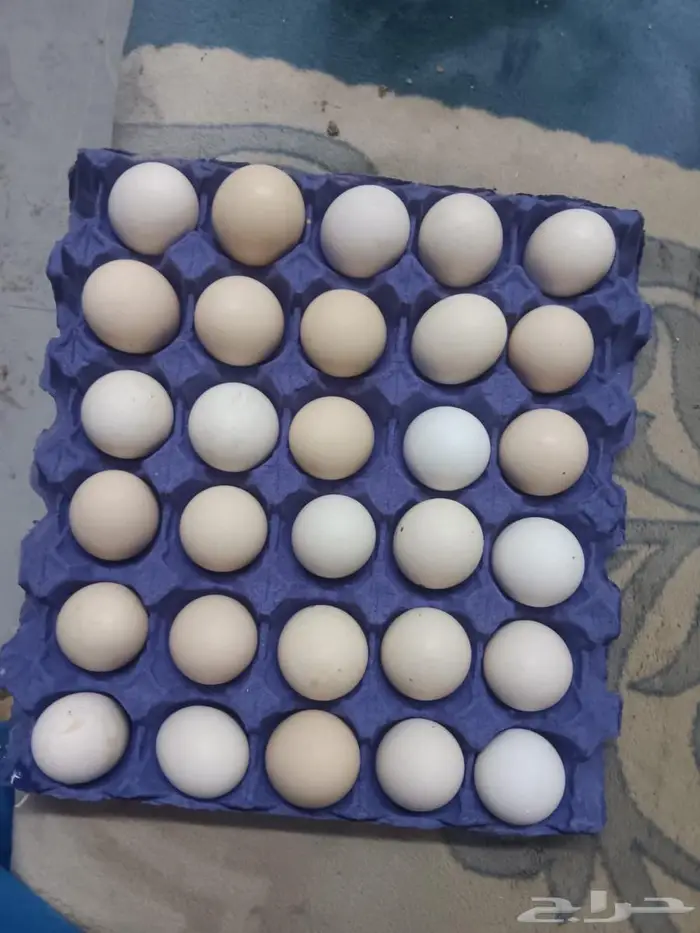 بيض دجاج 0