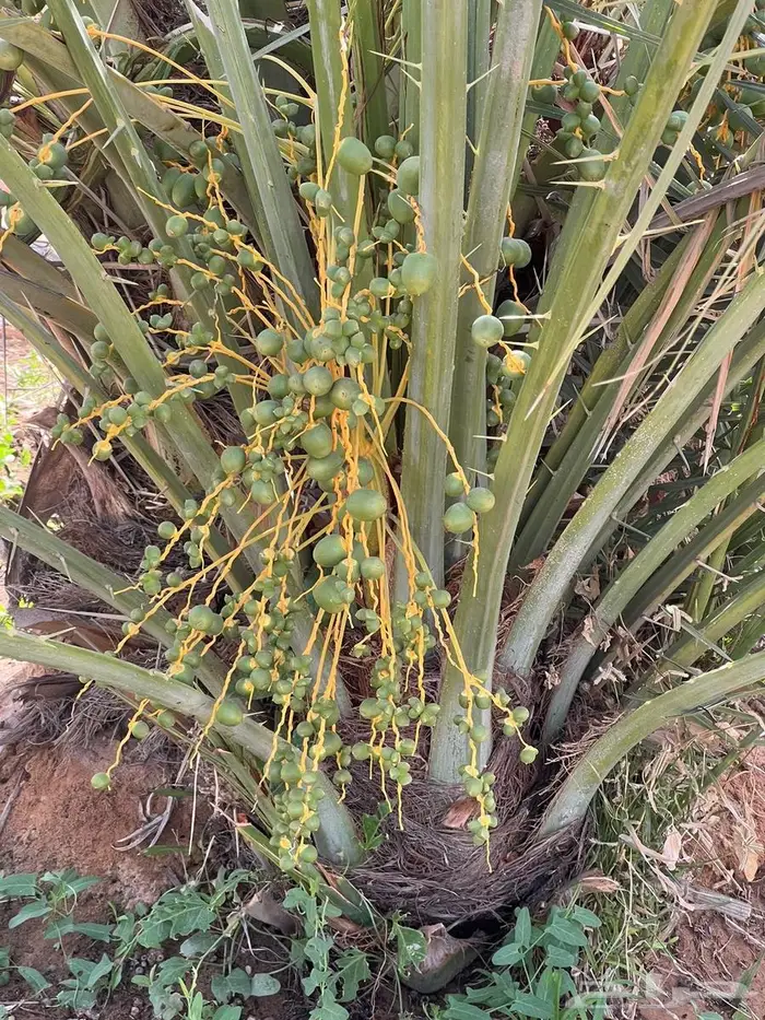 نخل من القصيم 4