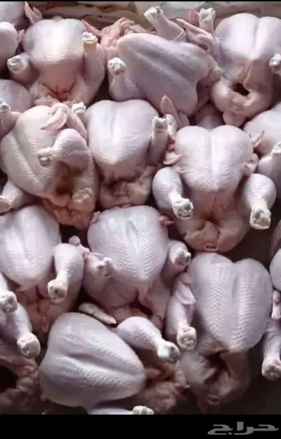 دجاج للاحم 0