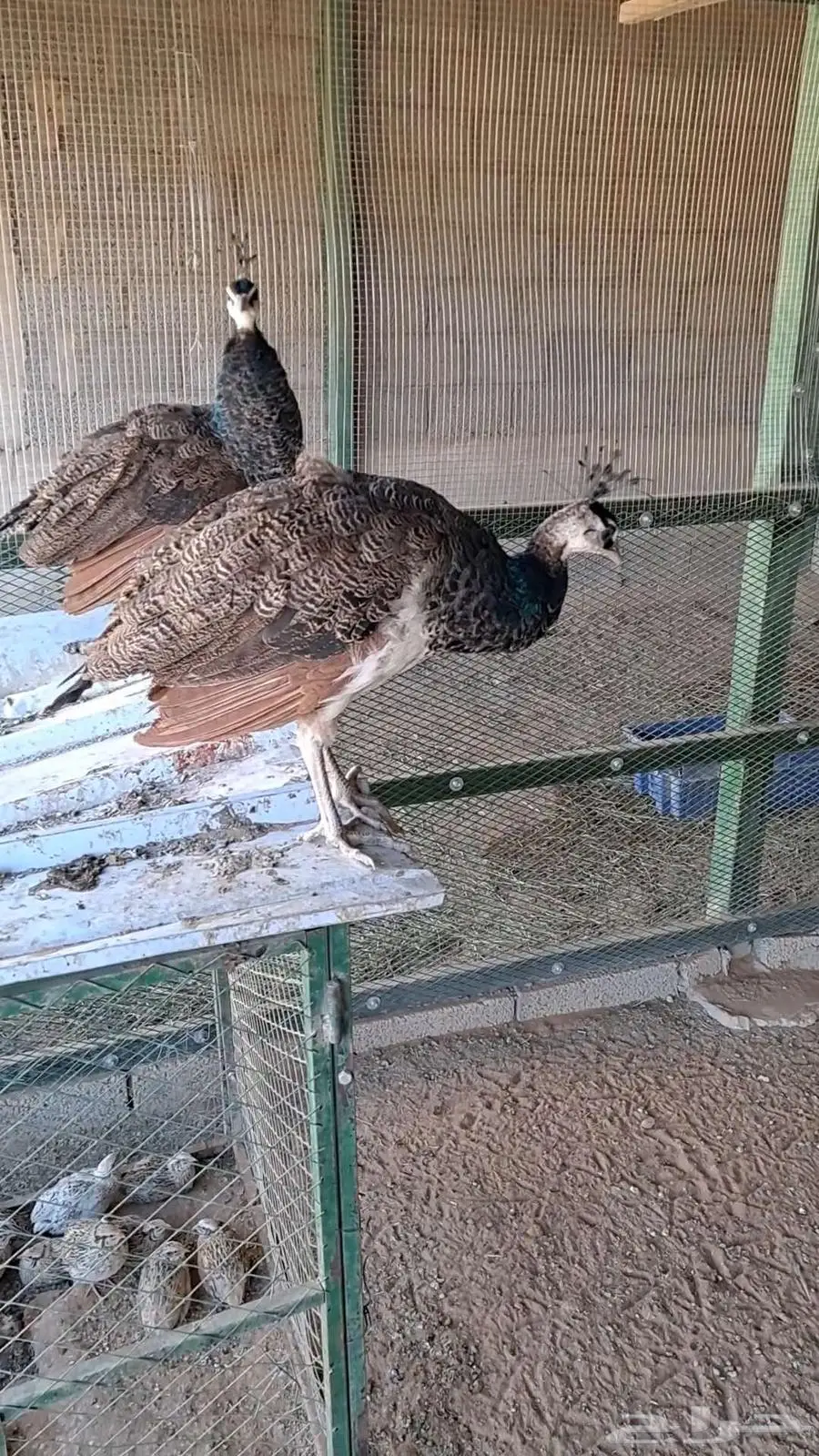 جوز طاؤوس العمر سنه ( طاووس ) 0