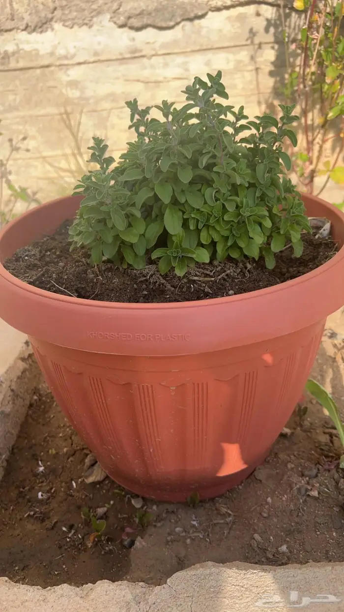 وزاب بلدي عضوي 1