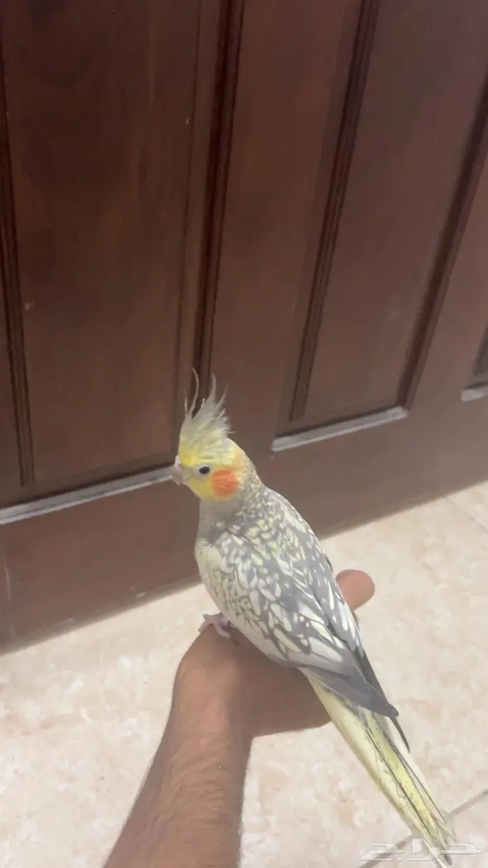 انثى منتجه اليفه 0