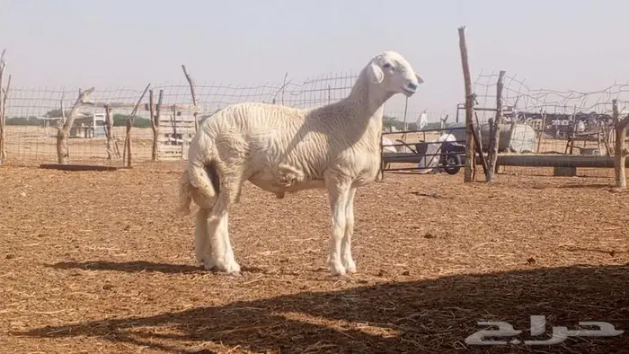 طلي جذع مشروط تم البيع 1